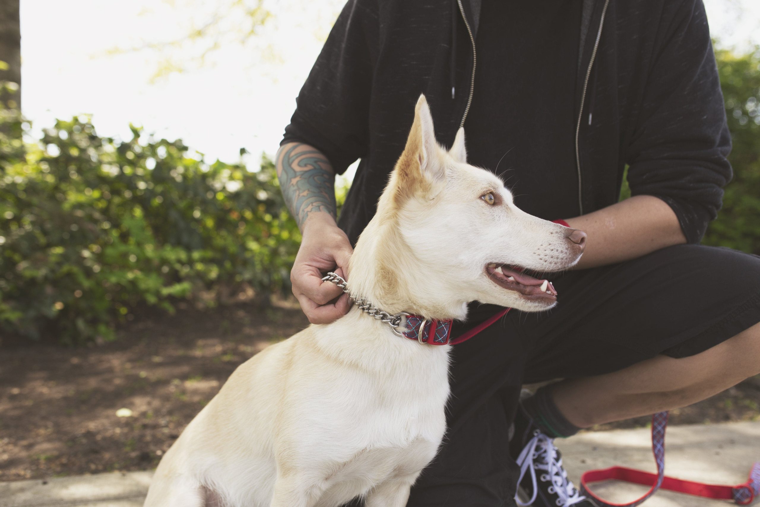 Correa para Perro Modelo Splatter - Imagen 3